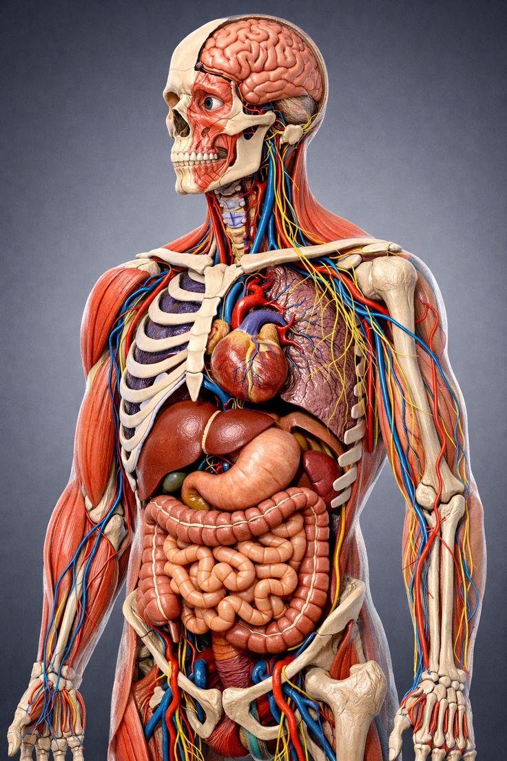 Best Anatomy & Physiology Test Banks for Pre-Nursing Students (2026)
